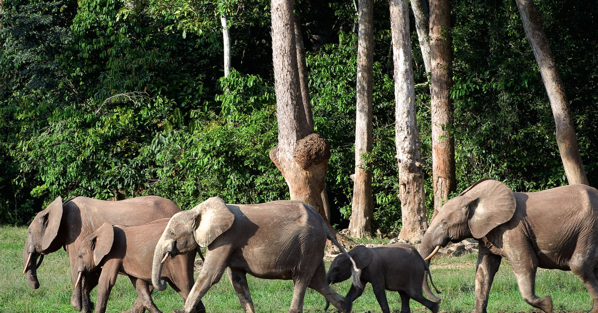 Congo